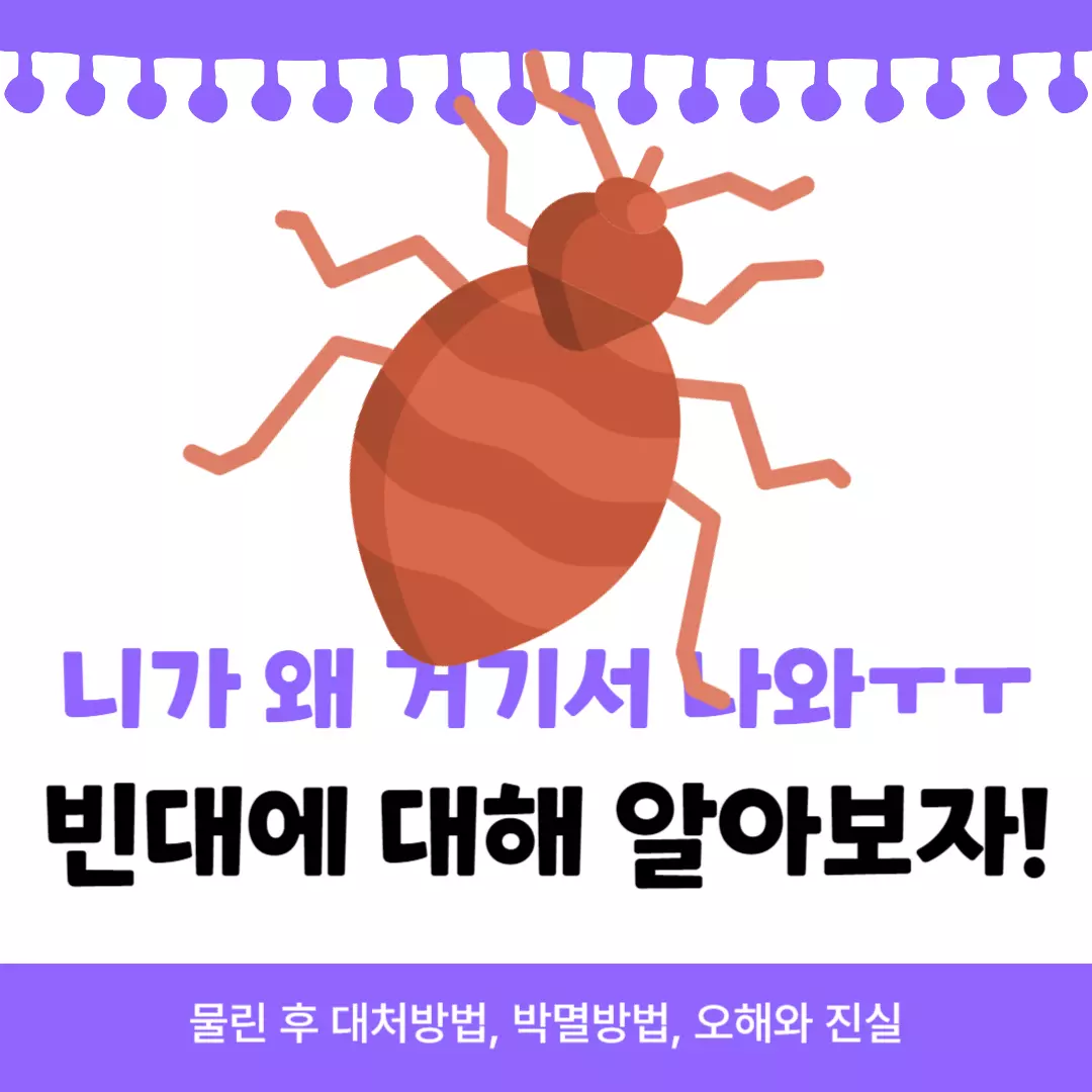 규조토 뿌리면 된다? 빈대 썸네일