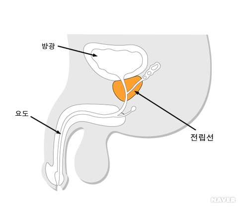 전립선의 위치